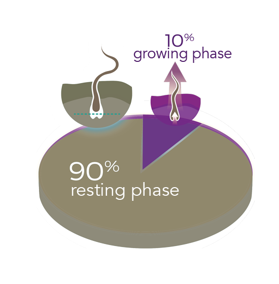Diagram graphic growing phases